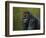 Gorilla with a Hedge-James W. Johnson-Framed Giclee Print