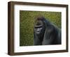 Gorilla with a Hedge-James W. Johnson-Framed Premium Giclee Print