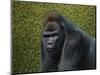 Gorilla with a Hedge-James W. Johnson-Mounted Premium Giclee Print