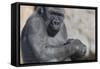 Gorilla with Baby-DLILLC-Framed Stretched Canvas