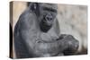 Gorilla with Baby-DLILLC-Stretched Canvas