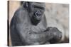 Gorilla with Baby-DLILLC-Stretched Canvas