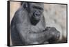 Gorilla with Baby-DLILLC-Framed Stretched Canvas