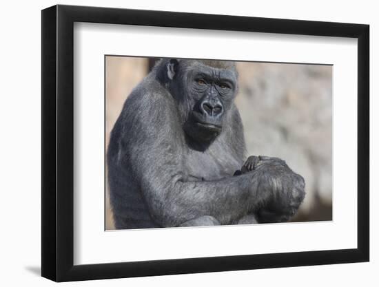 Gorilla with Baby-DLILLC-Framed Premium Photographic Print