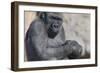 Gorilla with Baby-DLILLC-Framed Photographic Print