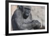 Gorilla with Baby-DLILLC-Framed Photographic Print