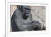 Gorilla with Baby-DLILLC-Framed Photographic Print