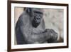 Gorilla with Baby-DLILLC-Framed Photographic Print