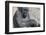 Gorilla with Baby-DLILLC-Framed Photographic Print