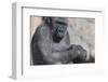 Gorilla with Baby-DLILLC-Framed Photographic Print