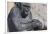Gorilla with Baby-DLILLC-Framed Photographic Print