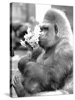 Gorilla with Flowers-Associated Newspapers-Stretched Canvas