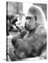 Gorilla with Flowers-Associated Newspapers-Stretched Canvas