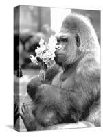 Gorilla with Flowers-Associated Newspapers-Stretched Canvas