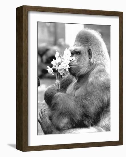 Gorilla with Flowers-Associated Newspapers-Framed Photo