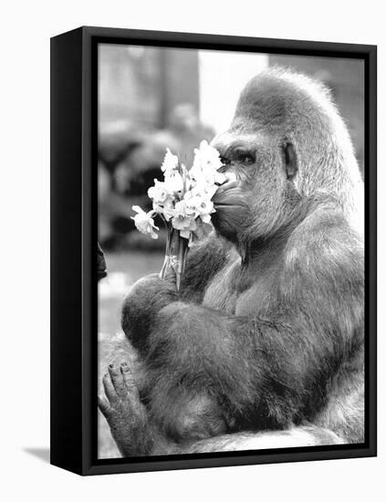 Gorilla with Flowers-Associated Newspapers-Framed Stretched Canvas