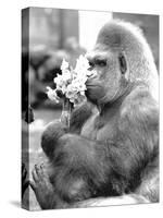 Gorilla with Flowers-Associated Newspapers-Stretched Canvas