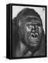 Gorilla-Nina Leen-Framed Stretched Canvas