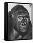 Gorilla-Nina Leen-Framed Stretched Canvas