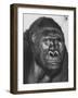 Gorilla-Nina Leen-Framed Photographic Print