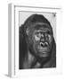 Gorilla-Nina Leen-Framed Photographic Print