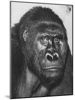 Gorilla-Nina Leen-Mounted Photographic Print