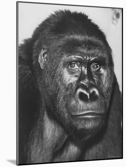 Gorilla-Nina Leen-Mounted Photographic Print