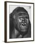 Gorilla-Nina Leen-Framed Photographic Print