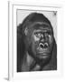 Gorilla-Nina Leen-Framed Photographic Print