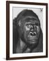 Gorilla-Nina Leen-Framed Photographic Print