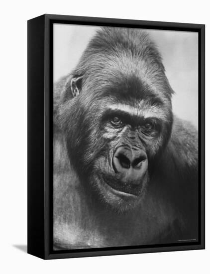 Gorilla-Nina Leen-Framed Stretched Canvas