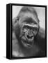 Gorilla-Nina Leen-Framed Stretched Canvas