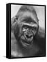 Gorilla-Nina Leen-Framed Stretched Canvas