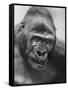 Gorilla-Nina Leen-Framed Stretched Canvas