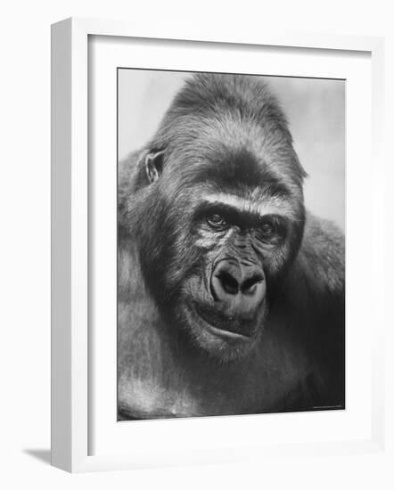 Gorilla-Nina Leen-Framed Photographic Print