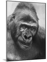 Gorilla-Nina Leen-Mounted Photographic Print