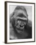 Gorilla-Nina Leen-Framed Photographic Print