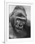 Gorilla-Nina Leen-Framed Photographic Print