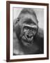 Gorilla-Nina Leen-Framed Photographic Print