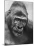 Gorilla-Nina Leen-Mounted Photographic Print