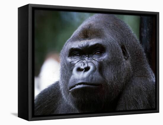 Gorilla-null-Framed Stretched Canvas