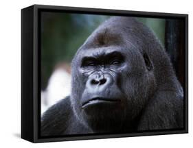 Gorilla-null-Framed Stretched Canvas