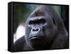 Gorilla-null-Framed Stretched Canvas