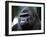 Gorilla-null-Framed Premium Photographic Print