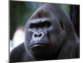 Gorilla-null-Mounted Premium Photographic Print