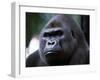 Gorilla-null-Framed Photographic Print