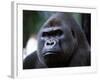 Gorilla-null-Framed Photographic Print