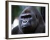 Gorilla-null-Framed Photographic Print