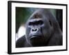 Gorilla-null-Framed Photographic Print