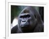 Gorilla-null-Framed Photographic Print